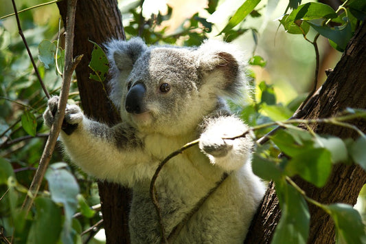 Eucalyptus