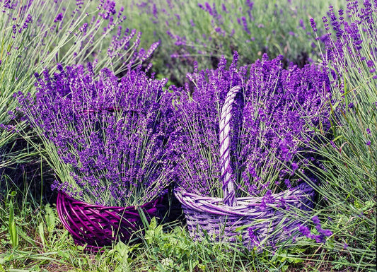 Lavender ~ Lavender ~ Lavender
